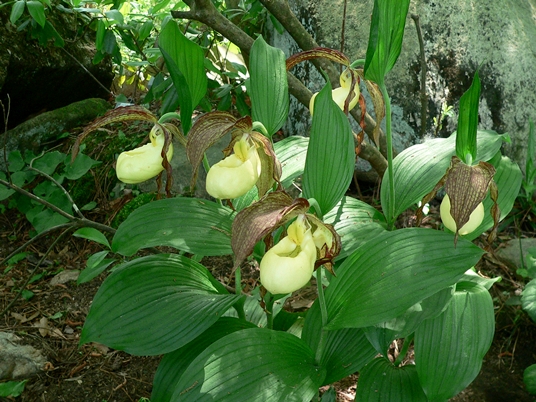 {Cypripedium kentuckiense}